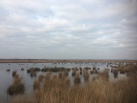 Stapeler Moor